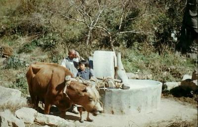 소를 이용해 맷돌로 곡식을 가는 마을 주민