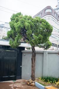 서울 신당동 박정희 대통령 가옥 향나무