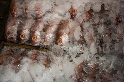 부산공동어시장 위판장 생선