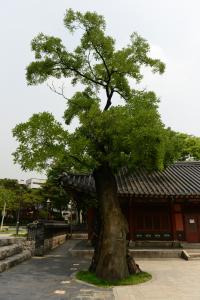 구 우정총국(체신기념관) 회화나무