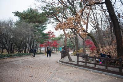 분당신도시 중앙공원의 가을