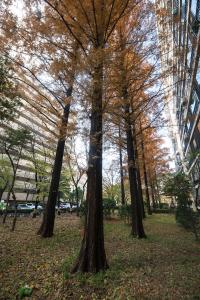 압구정 현대아파트 단지 정원수